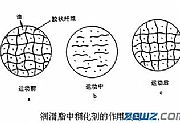 润滑脂的组成